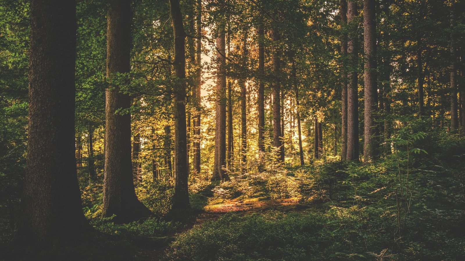 Green Nature — Together4Circular